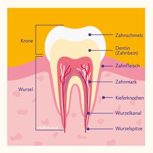 Modell eines Zahnes - Grafik lizensiert von Ingram Publishing